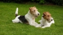 Fox terrier е твърд: описание на породата